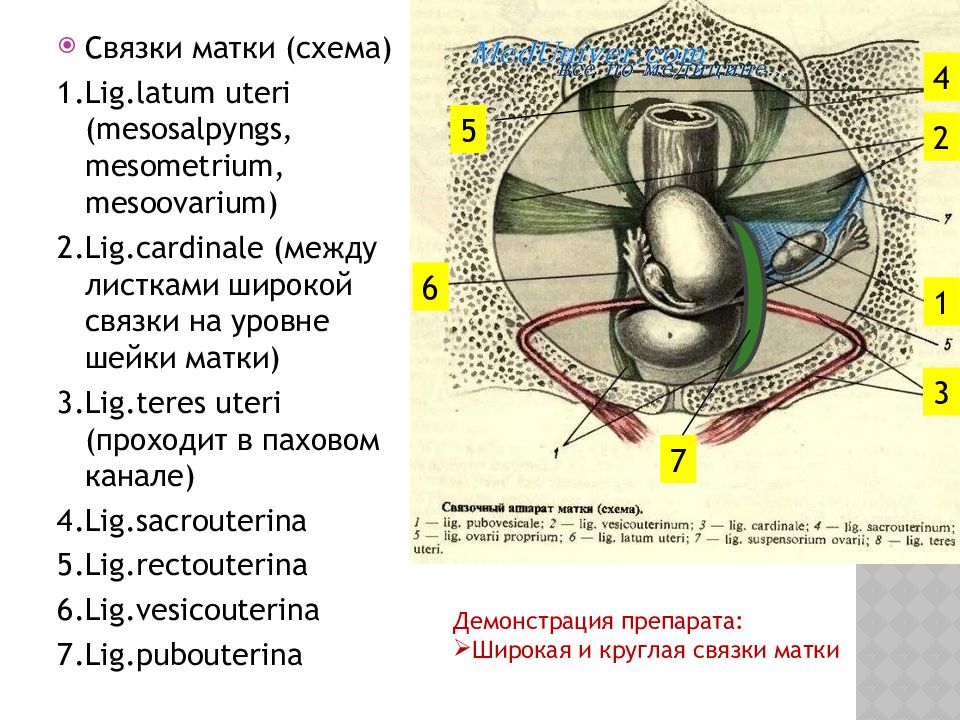 Анатомия матки презентация