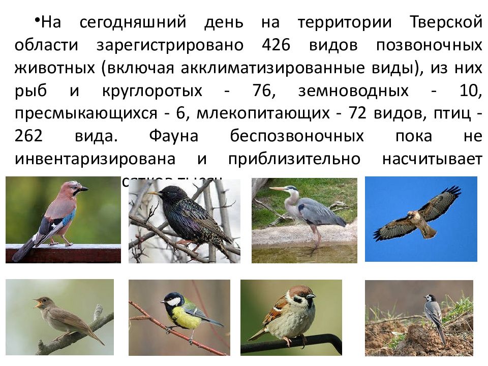 Разнообразие природы родного края тверская область. Животный мир Тверской области. Растения и животные Тверской области. Тверская область растительный мир. Сообщение о животных Тверской области.