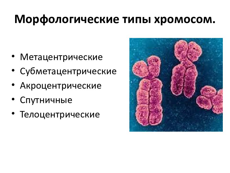 Повреждение генетического аппарата клетки приводит к. Метацентрический Тип хромосом. Морфологические типы хромосом. Типы хромосом акроцентрические. Телоцентрическая хромосома это.