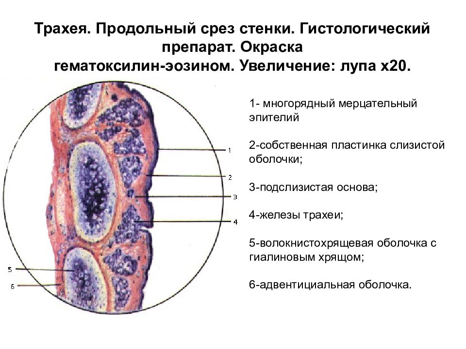 Трахея препарат гистология рисунок с подписями