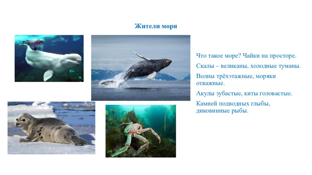 Жители моря