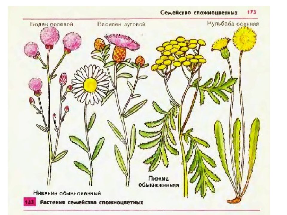 Рисунок сложноцветных растений