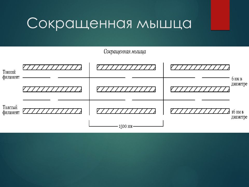 Биохимия мышечной ткани презентация