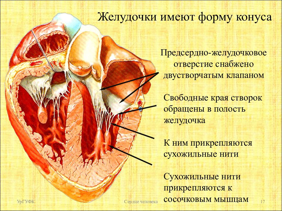 Клапан правого предсердно желудочкового отверстия