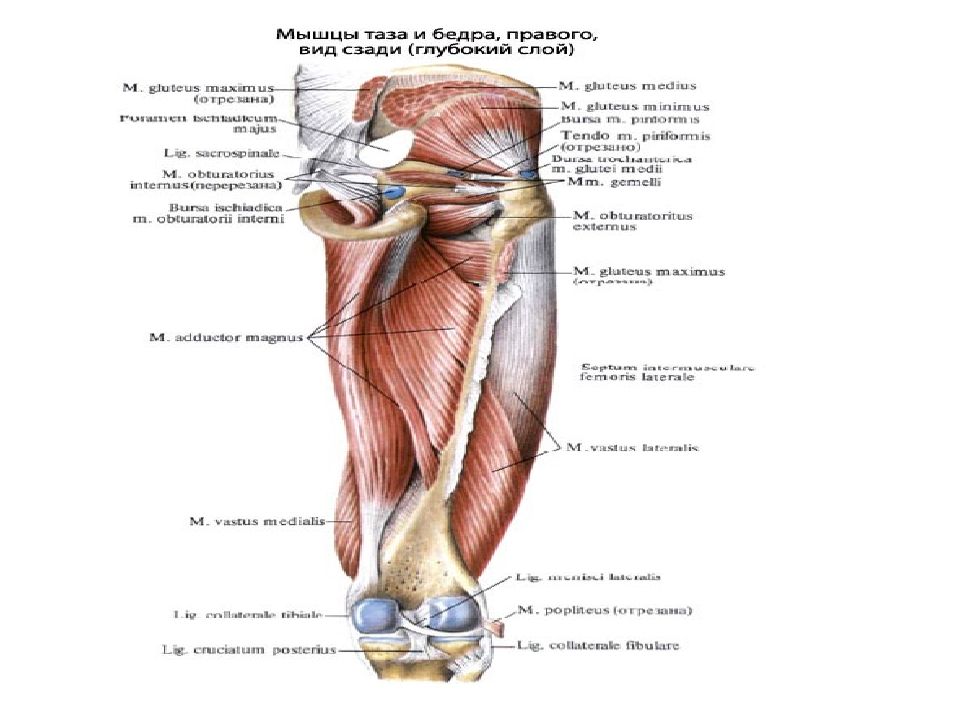 Связки бедра. Связки бедра спереди. Связки на бедре человека сзади. Мышцы тазового пояса DBL C,JRE. Строение мышц бедра у мужчин сзади.
