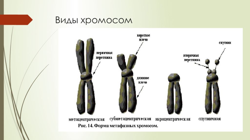 Какие типы хромосом. Акроцентрические хромосомы человека. Метацентрические субметацентрические акроцентрические хромосомы. Метацентрический Тип хромосом. МЕТА субмета акроцентрические хромосомы.