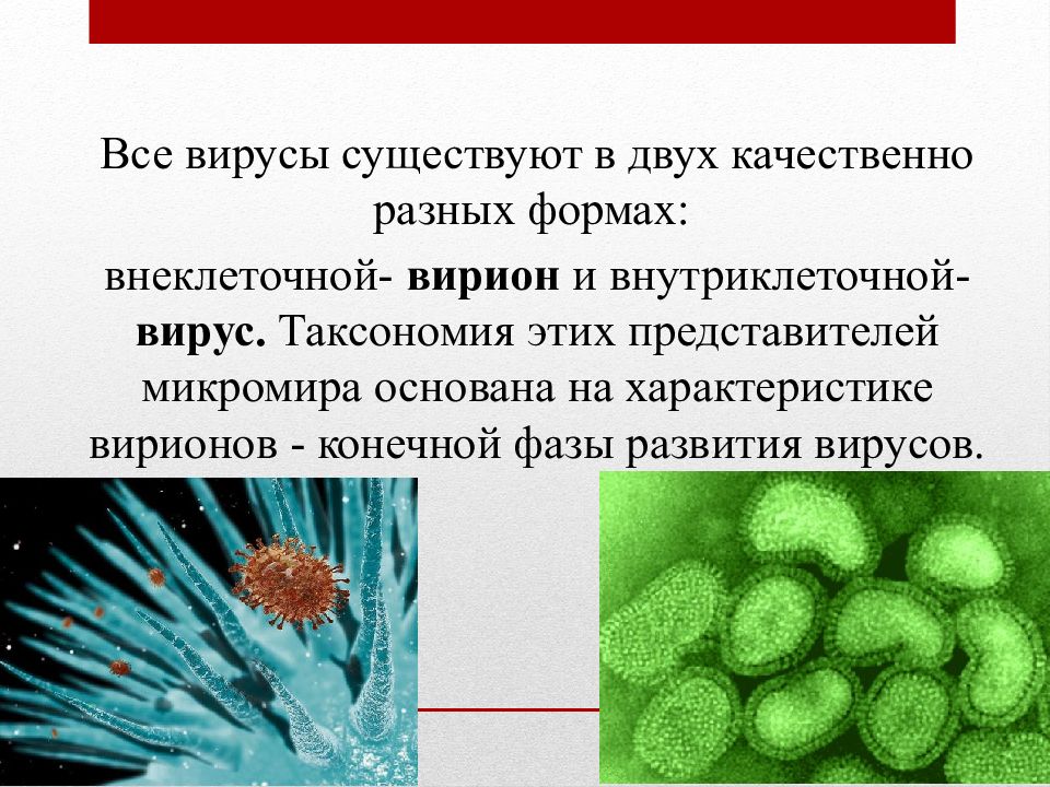 Эволюция вирусов презентация