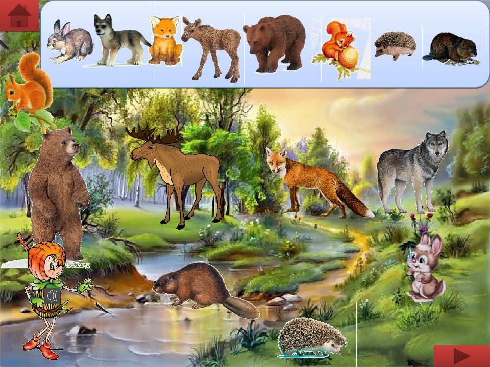 Лесные звери старшая группа. Лесные жители. Обитатели леса для детей. Лес с животными для детей. Лесные животные для детей.