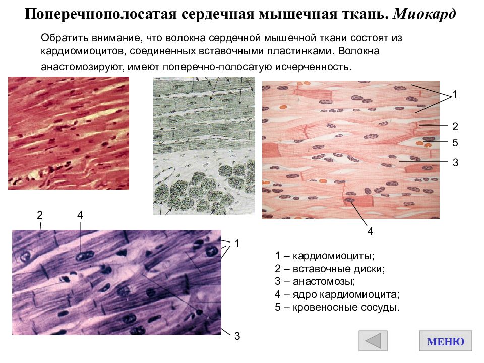 Какими буквами обозначены изображения сердечной поперечнополосатой мышечной ткани