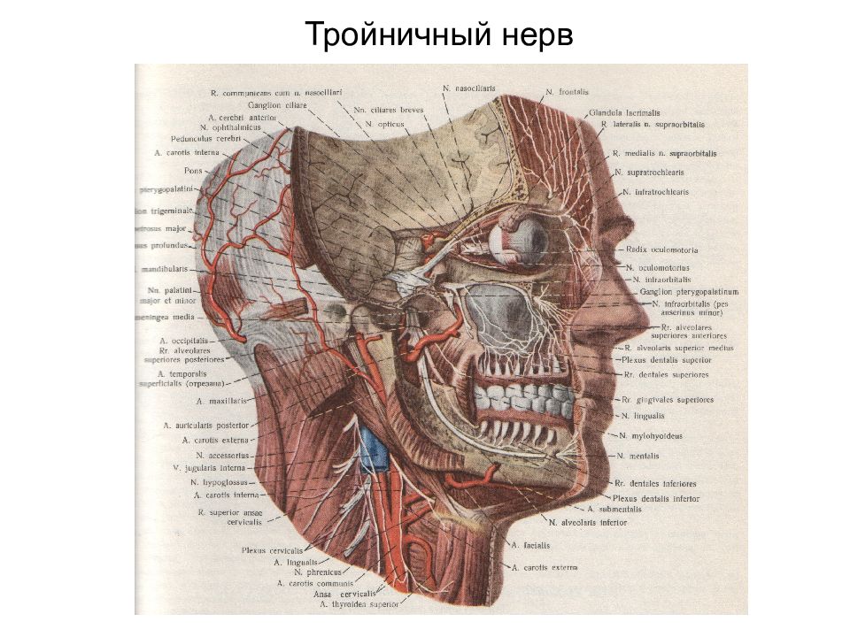 Топографическая анатомия головы презентация