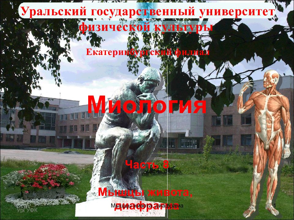 Миология Часть 8 Мышцы живота, диафрагма Уральский государственный