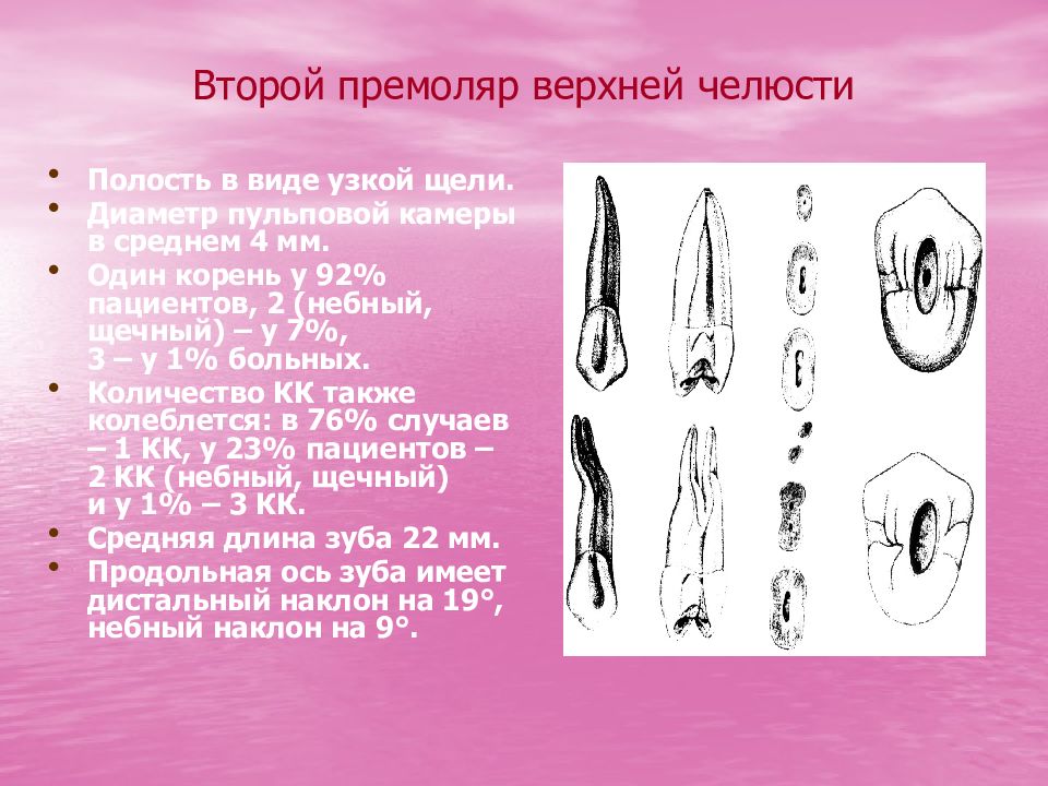 Полость зуба. 2 Премоляр верхней челюсти анатомия. Второй премоляр нижней челюсти анатомия.