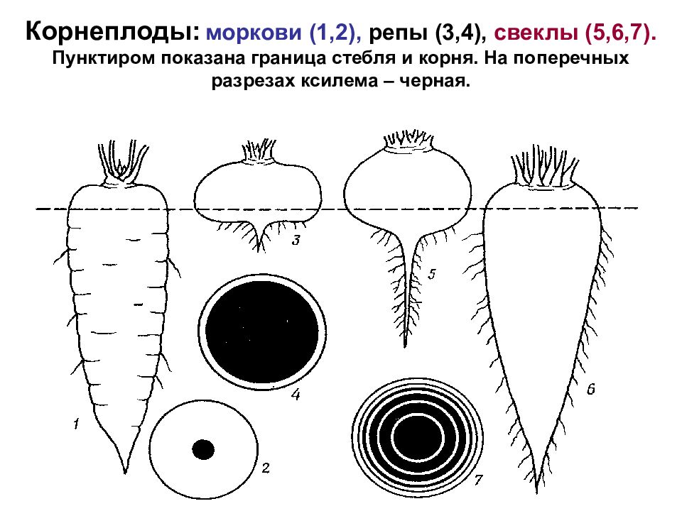 Особенности строения корневой системы у редьки. Схема строения корнеплода моркови. Морфологическое строение корнеплода редьки. Схема строения корнеплода свеклы. Строение корнеплода моркови.