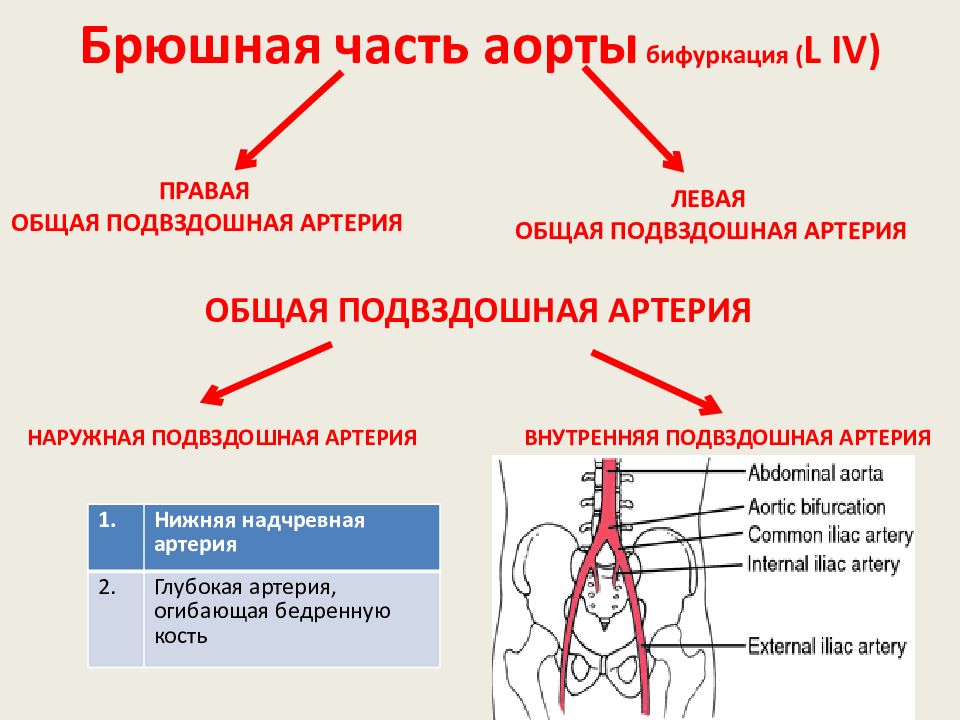 Схема анастомозов непарных ветвей брюшной части аорты