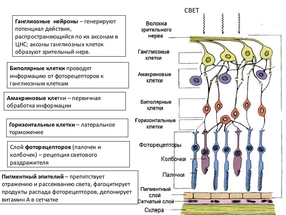 Схема нейрональной организации сетчатки