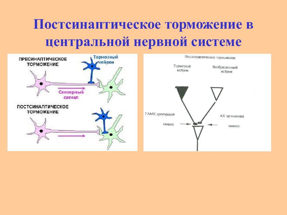 Постсинаптическое торможение схема