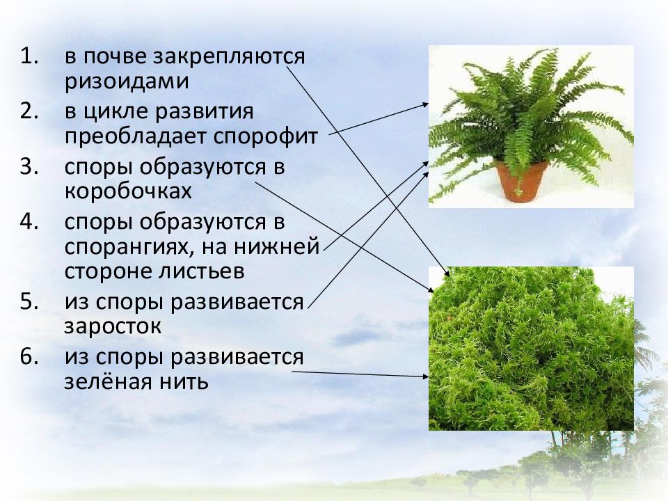 Листостебельные растения спорофит. Листостебельное растение в почве закрепляется ризоидами. Споры образуются в спорангиях. Какие растения прикрепляются ризоидами. У каких растений преобладает спорофит.