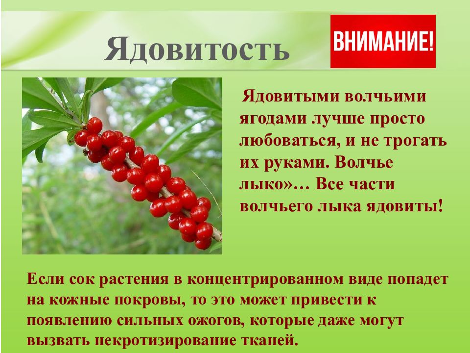 Ядовитые ягоды презентация