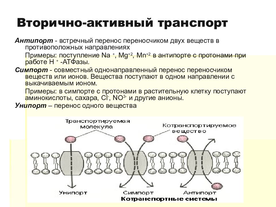 Активный транспорт веществ механизм. Вторично активный транспорт симпорт и антипорт. Активный симпорт антипорт. Первично активный транспорт антипорт. Активный первичный и вторичный транспорт мембраны.