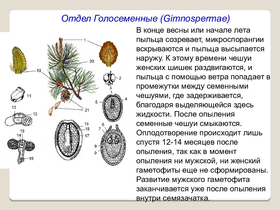 Пыльца развивается на тычинках голосеменные. Отдел Голосеменные. Строение голосеменных растений 7 класс. Внешнее строение голосеменных. Строение женской шишки голосеменных.