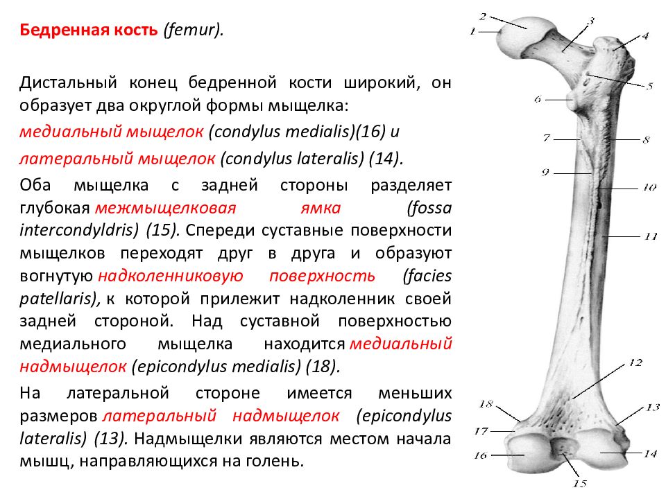 Мыщелки бедренной кости. Медиальный мыщелок и надмыщелок бедренной кости. Бедренная кость латеральный надмыщелок. Медиальный надмыщелок бедренной кости -место крепления. Латеральный мыщелок бедренной кости.