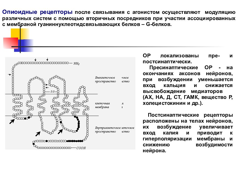 Действия рецепторов. Схема опиоидного рецептора фармакология. Опиоидные рецепторы структура. Опиоидные рецепторы механизм. Механизм действия опиоидных рецепторов.