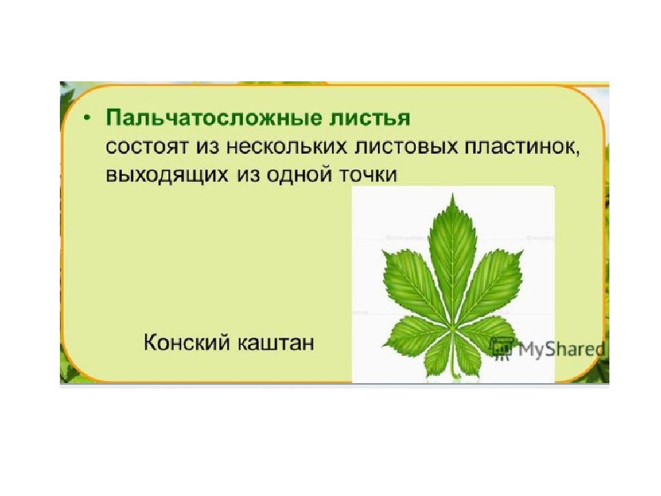 Тест строение листа 7 класс. Форма листовой пластинки у шиповника. Тип жилкования листа шиповника. Каштан конский Тип жилкования. Шиповник строение листа жилкование.