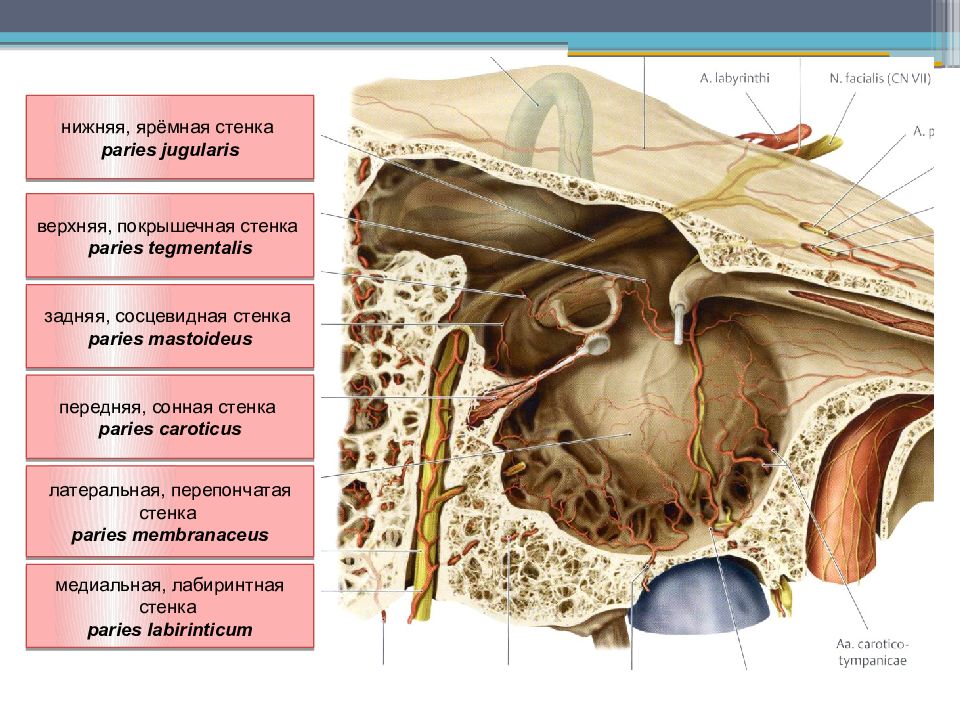 Медиальная стенка. Медиальная лабиринтная стенка. Задняя перепончатая стенка. Яремная стенка барабанной полости. Задняя сосцевидная стенка.