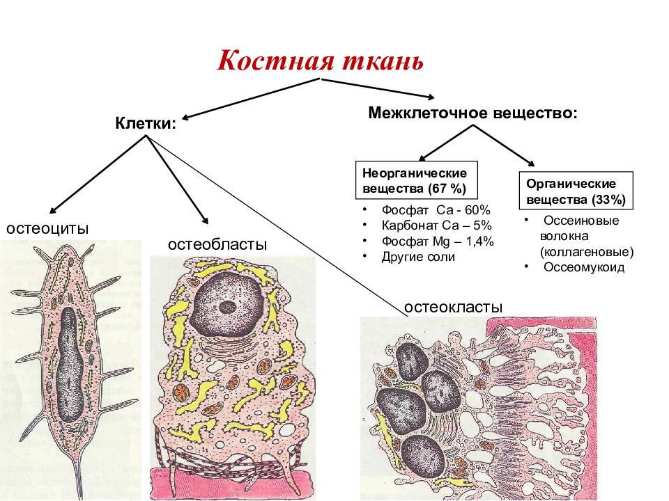 Остеокласты и остеобласты картинки