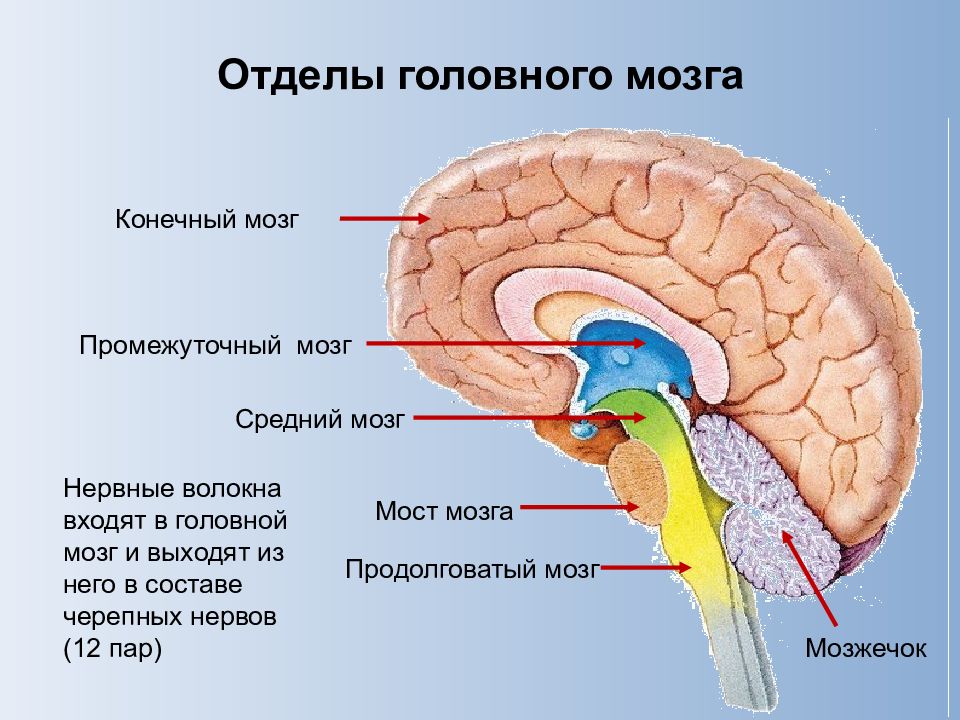 Где находится конечная. Отделы головного мозга конечный мозг. Головной мозг строение конечный мозг. Конечный отдел головного мозга функции. Отделы мозга головного промежуточный мозг.