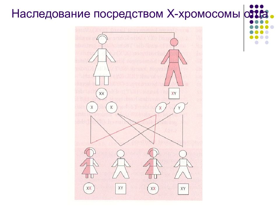 Схема наследования полов. Наследование. Наследование х хромосомы. Наследование с у хромосомой. Материнский Тип наследования.