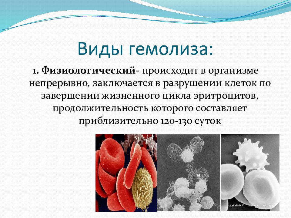 Гемолиз эритроцитов. Механизм гемолиза эритроцитов. Механизм осмотического гемолиза.