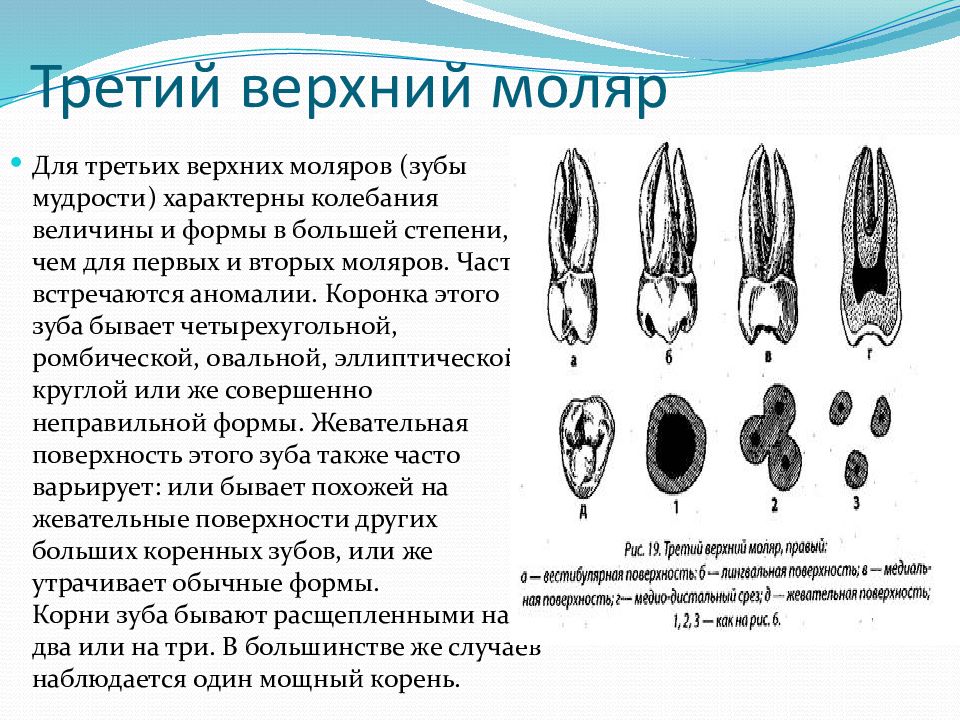 18 19 зубы. Третий верхний моляр. Третий моляр верхней челюсти. Первый верхний моляр строение.