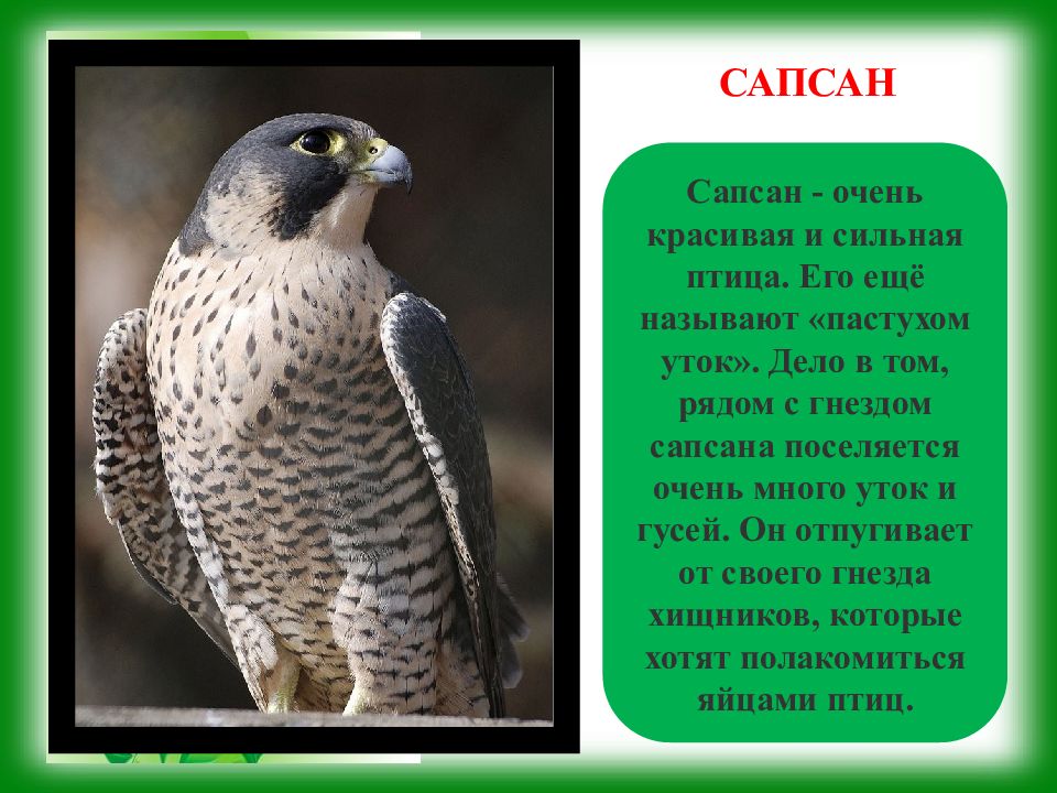 Сокол сокола определить падеж сокола. Сапсан список птиц, занесённых в красную книгу России. Сокол Сапсан краткое описание для детей. Животные красной книги Сапсан. Сапсан птица красная книга.