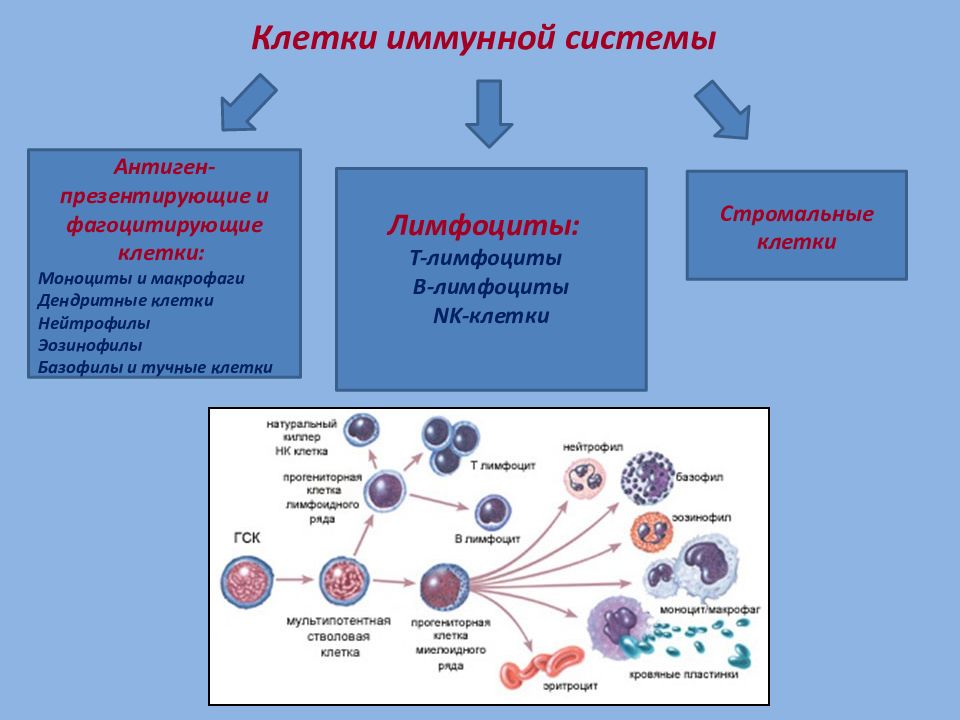 Т клетки в организме. Клетки иммунной системы, продуцирующие иммуноглобулины:. Функции различных клеток иммунной системы. Характеристика клеток иммунной системы фагоциты. Лимфоциты гуморальный иммунитет.