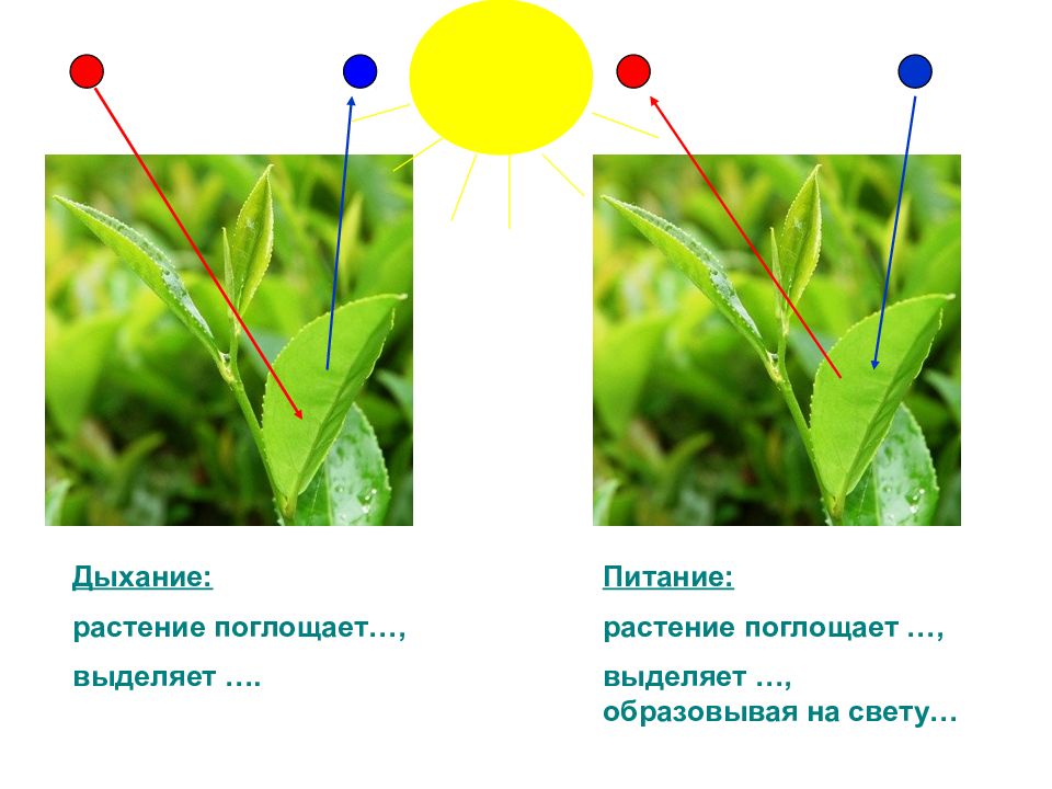 Как дышат растения. Что поглощают растения. Организм растения поглощает. Что поглощают растения на свету и что выделяют. При питании растение поглощает.