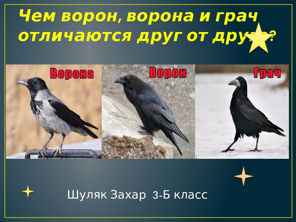 Фото грача и вороны в сравнении