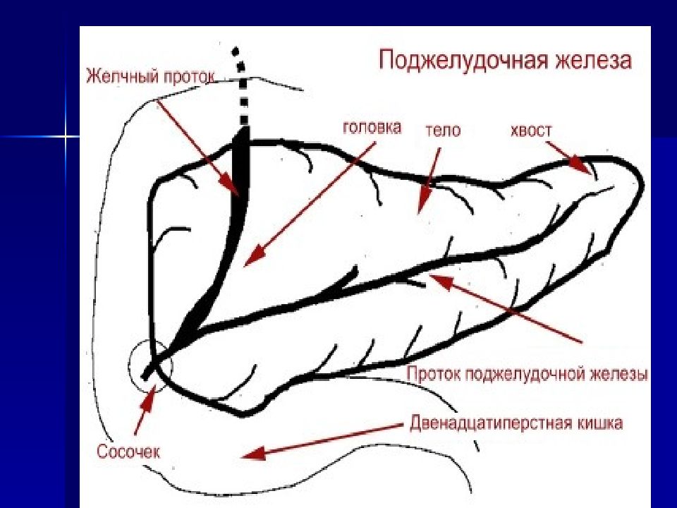 Точка следующий. Размеры панкреатического протока. Цепь озер панкреатический проток. Шов панкреатического протока 8-образный. Точки в глазах панкреатит.