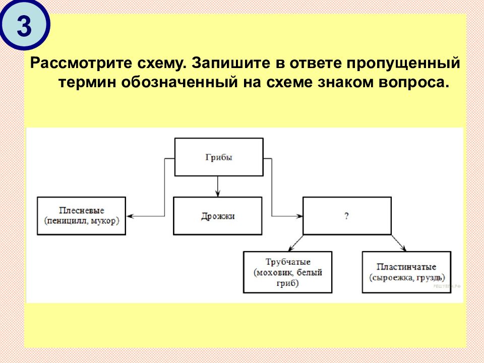 Сделать схему по фото. Рассмотрите схему. Пропущенный термин, обозначенный на схеме знаком вопроса. Ответ:. Грибы рассмотрите схему запишите в ответе пропущенный термин. Запишите пропущенный термин.