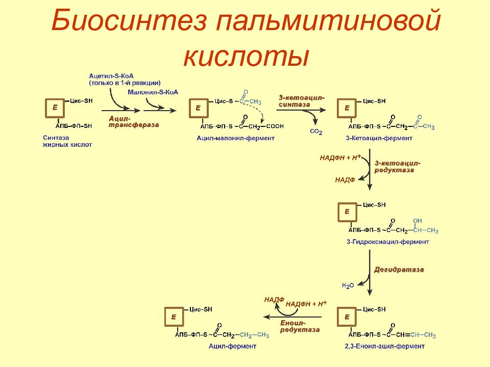 Реакция синтеза жиров. Синтез жирных кислот биохимия схема. Суммарное уравнение синтеза пальмитиновой кислоты. Синтез пальмитиновой кислоты из ацетил КОА. Синтез пальмитиновой кислоты из малонил КОА.