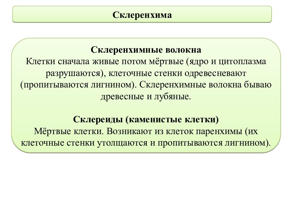 Сначала клетки. Клетки пропитаны лигнином. Каменистые клетки о и мешковидные. Клетки мёртвые пропитан лигнином. Стенки клеток пропитываются лигнином при.