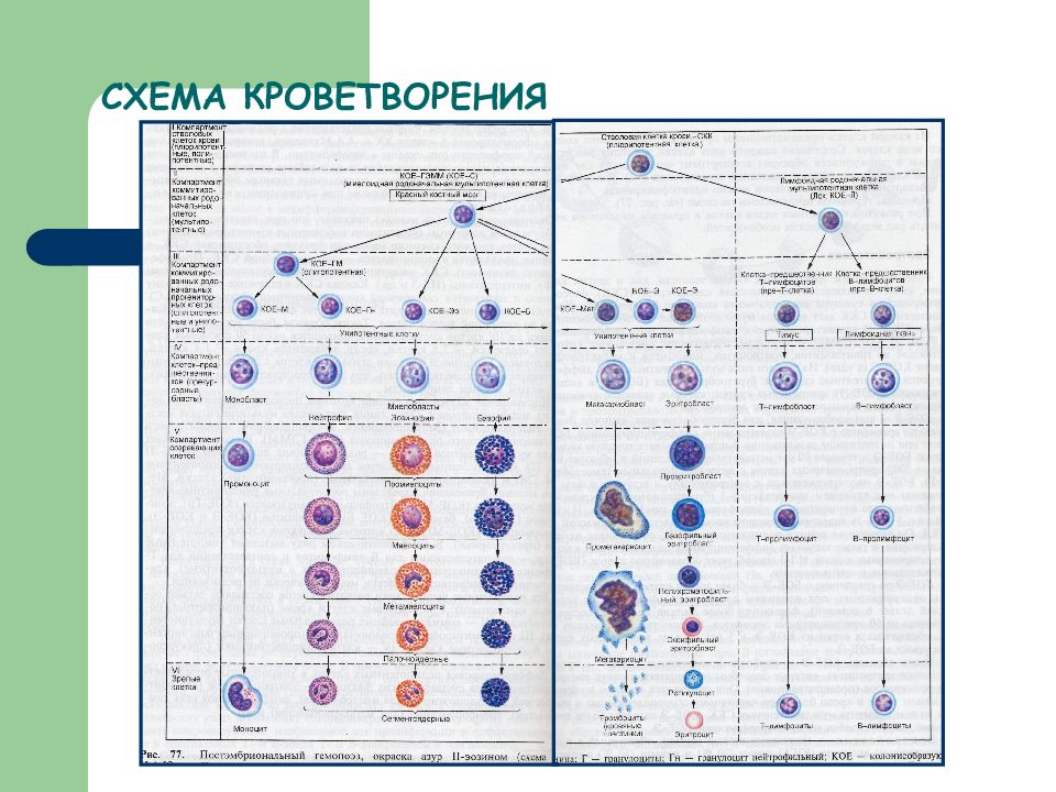 Постэмбриональный гемопоэз схема