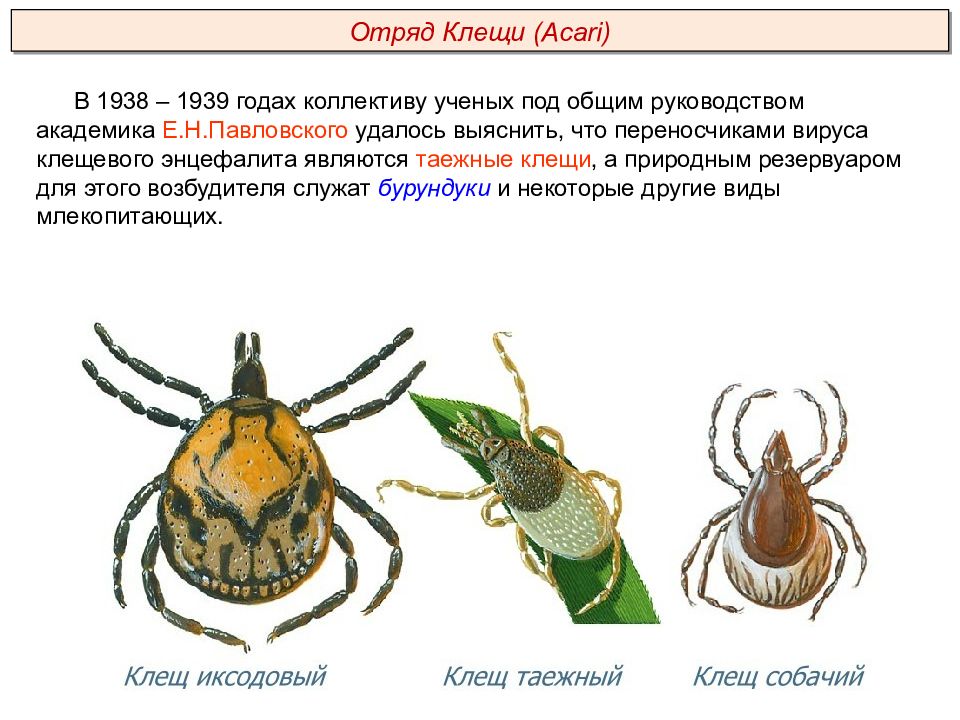 Класс паукообразные презентация пименов