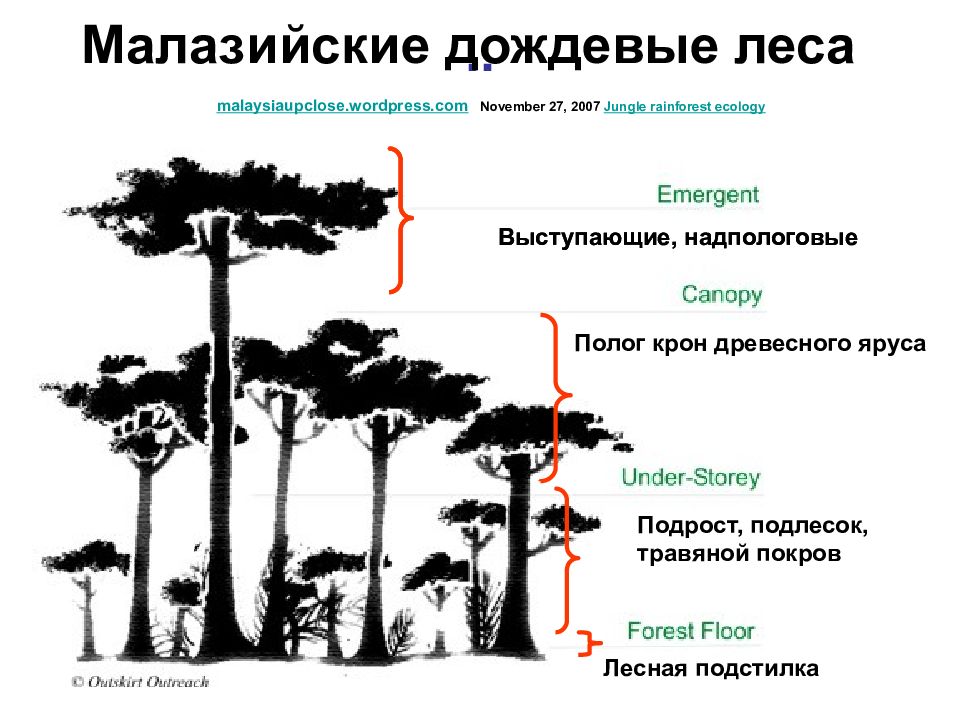 Тропические леса ярусы. Ярусность тропического леса. Структура леса. Ярусы растительного сообщества. Структура тропического леса.