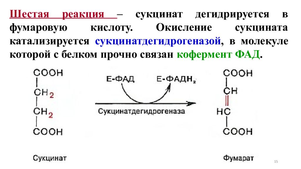 Молекулы окисления. Сукцинатдегидрогеназа катализируемая реакция. Реакция ЦТК сукцинат. Превращение сукцината в фумарат. Кофермент сукцинатдегидрогеназы.