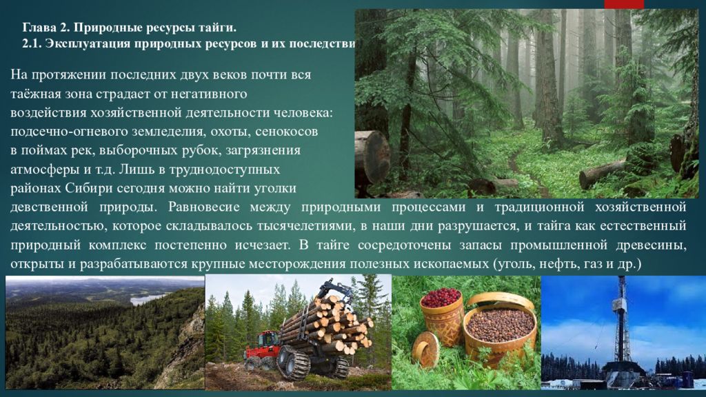 Природные запасы 7. Природные ресурсы тайги. Природные богатства тайги. Природные ресурсы тайги в России. Природный ресурс тайги.