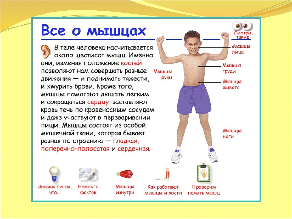 Такие разные мышцы презентация 4 класс