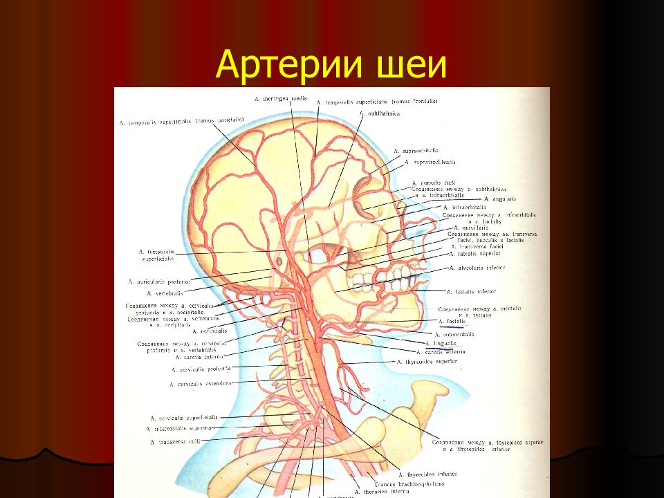 Сосуды головы и шеи анатомия. Операция на артерии шеи