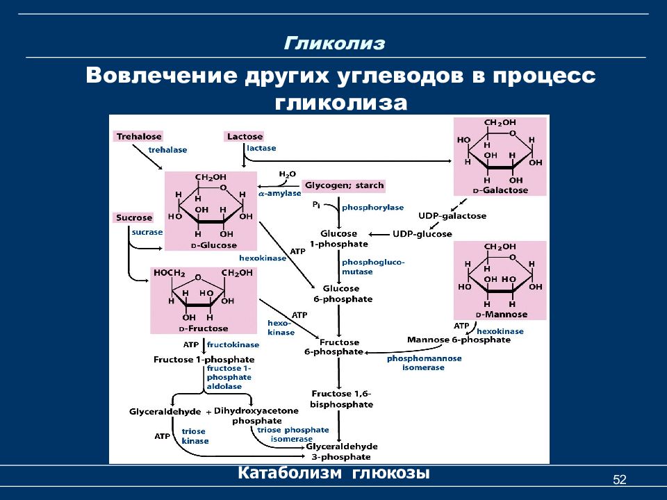 Реакции обмена углеводов. Схема гликолиза биохимия. Процесс гликолиза биохимия. Гликолитический путь катаболизма Глюкозы. Схема катаболизма углеводов биохимия.