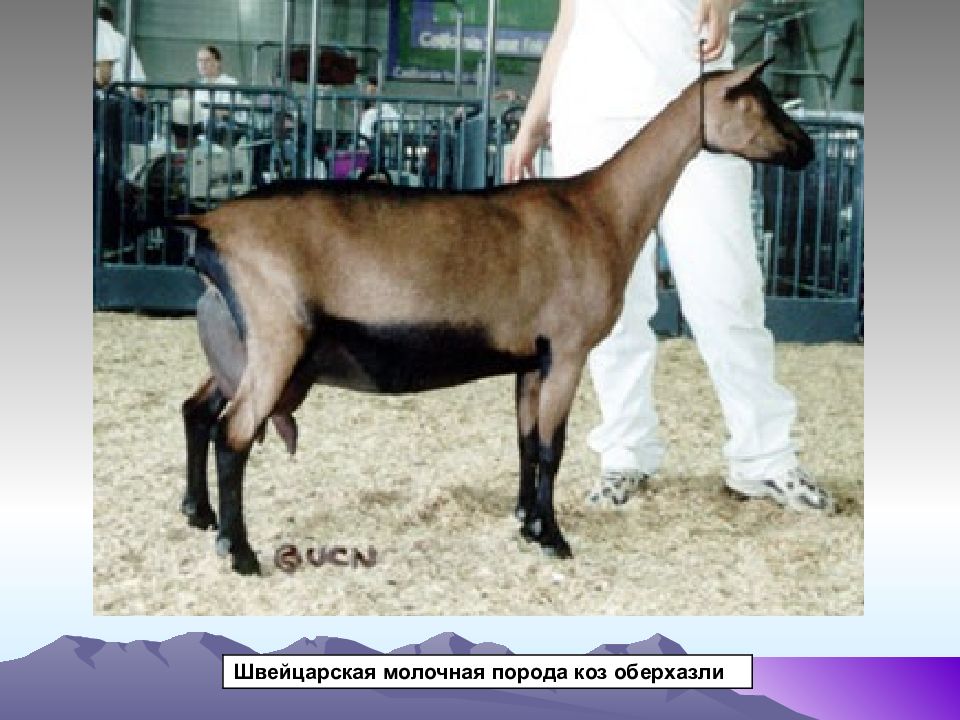 Породы коз молочных без запаха. Коза зааненская - ламанча порода. Оберхазли порода коз. Ламанча порода коз молоко. Ламанча 50 %.